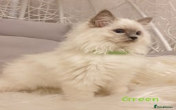 Ragdoll cats for stud: STUD! GCCF Active Registered BLUE POINT MALE STUD in Telford - Image 7