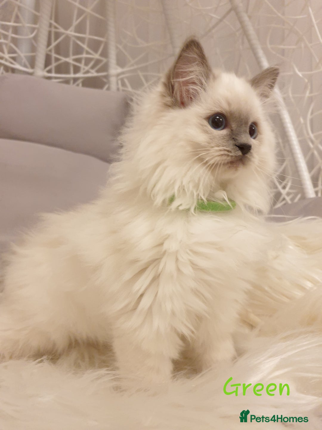 Ragdoll cats for stud: STUD! GCCF Active Registered BLUE POINT MALE STUD in Telford - Image 7