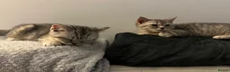 British Shorthair cats for sale: 2 x British Shorthair Mix For Sale!  in Birmingham - Advert 9