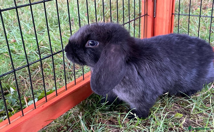 Mini Lop rabbits - Advert 15