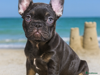 French Bulldog dogs Reduced-KC Reg French Bulldogs-New Shade Carriers - Advert 1
