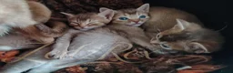 Mixed Breed cats for sale: Beautiful Devon Rex x Abyssinian kittens  - Advert 9