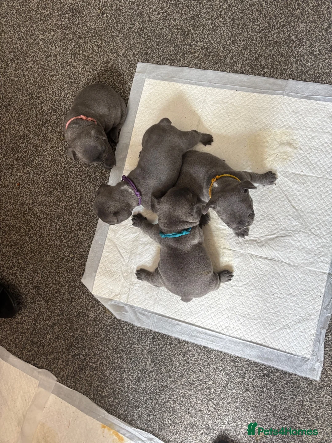 French Bulldog dogs for stud: Little boy proven stud available for studding - Advert 9