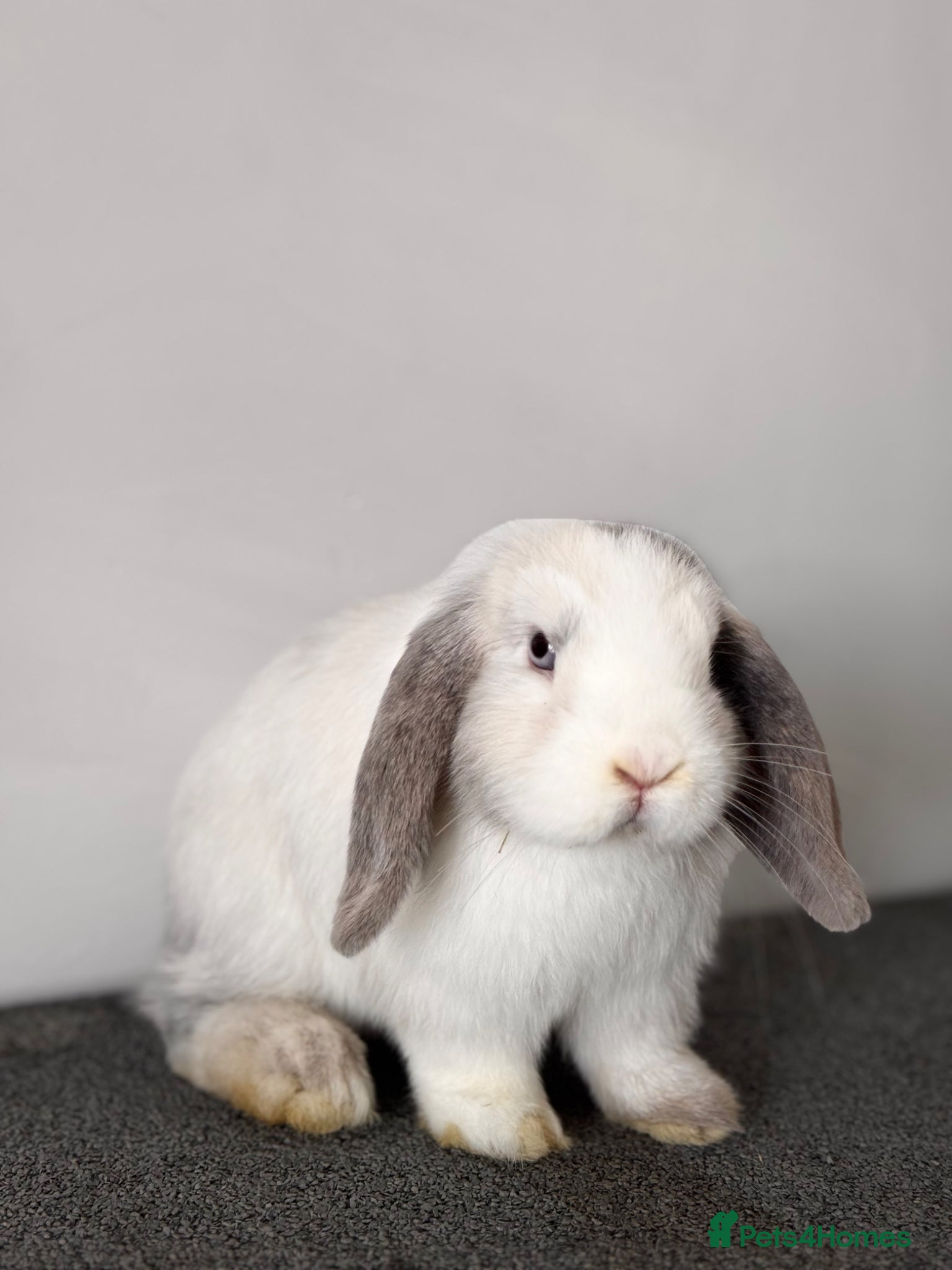 Mini Lop rabbits Mini Lop Available 🩷 - Advert 3