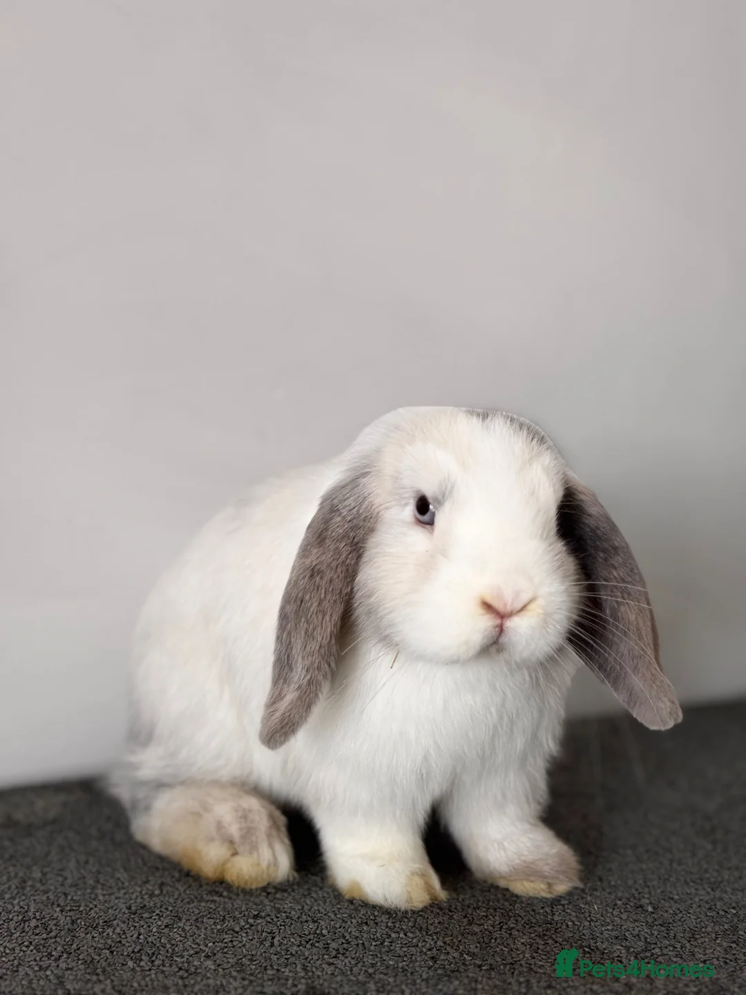 Mini Lop rabbits for sale: Mini Lop Available 🩷 in Derby - Advert 1
