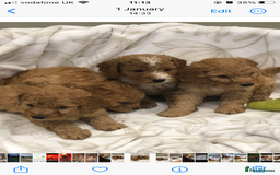Cockapoo dogs for sale: Stunning red cocapoo, Puppy - Image 7