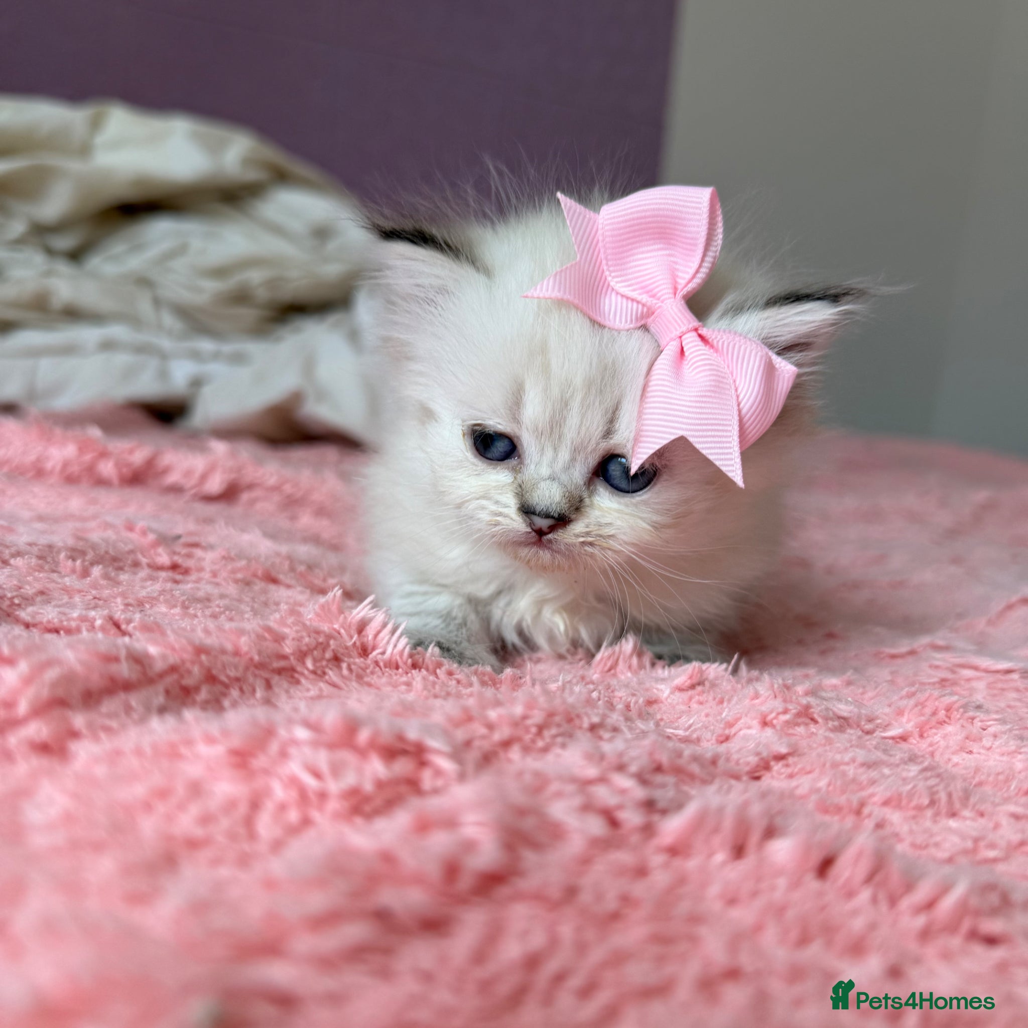 Persian cats for sale: £500 REDUCED dollface Persian available  - Advert 3