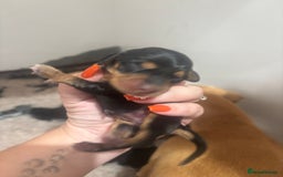 Miniature Dachshund dogs for sale: Minature Dachshunds beautiful puppies  - Image 1