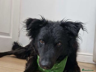 Mixed Breed dogs in Salisbury - Advert 32