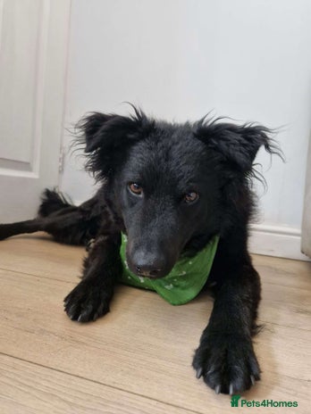 Mixed Breed dogs Sweeet Acer looking for LOVE in Salisbury - Advert 12