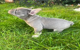 French Bulldog dogs for sale: KC registered french bulldogs  - Image 14
