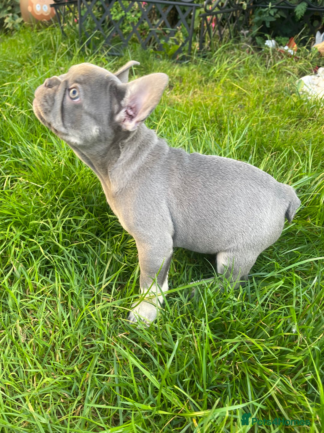 French Bulldog dogs for sale: KC registered french bulldogs  - Image 14