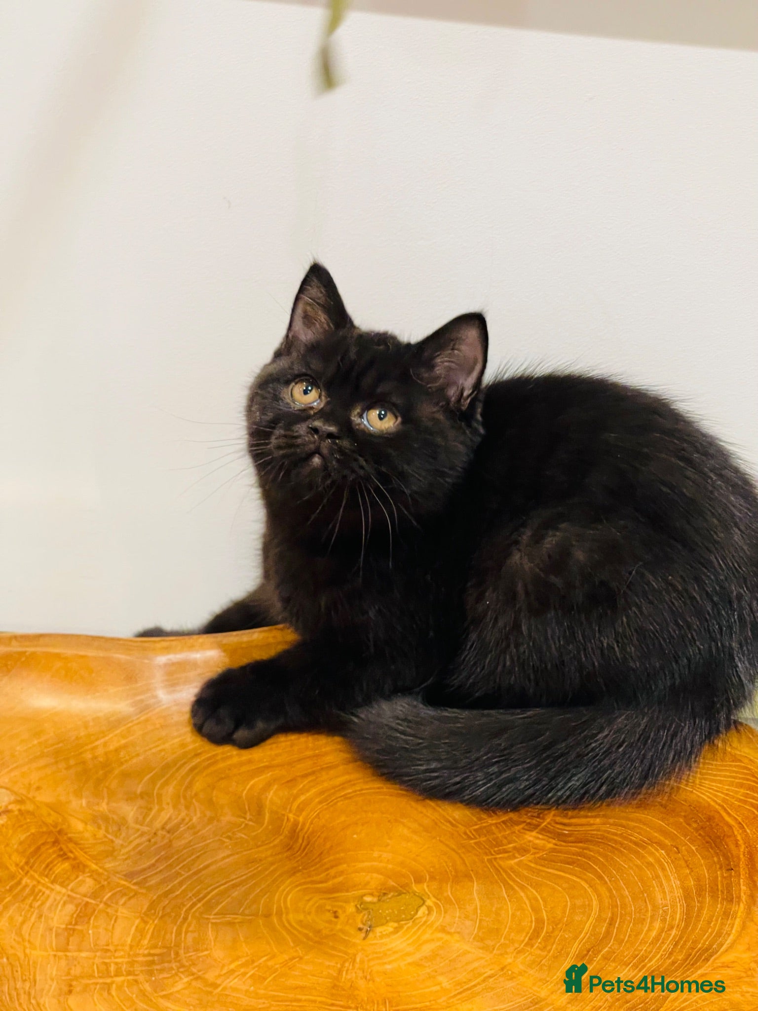 British Shorthair cats HUGE BLACK GCCF KITTEN READY TO LEAVE NOW  - Advert 2