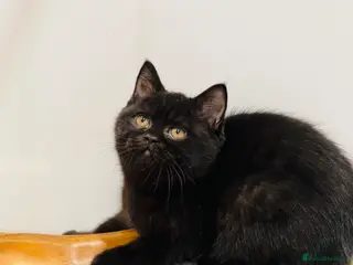 British Shorthair cats HUGE BLACK GCCF KITTEN READY TO LEAVE NOW - Advert 2