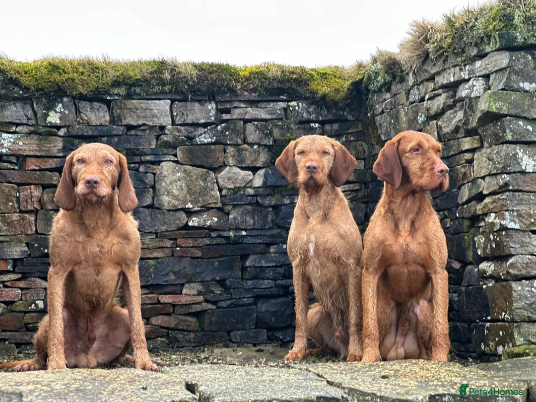 Hungarian Vizsla dogs for stud: At stud Coudy - Advert 6