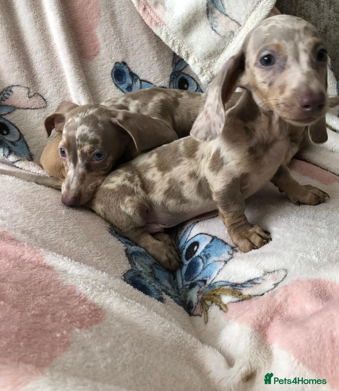 Miniature Dachshund dogs for sale: Miniature dachshund puppies in Bromley - Advert 19