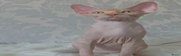 Sphynx cats for sale: 2 Stunning Sphynx Boys – Ready Now 💙 - Advert 26