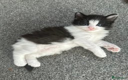 Mixed Breed cats for sale: 4 adorable male Siberian mix kittens 🐾 - Image 3