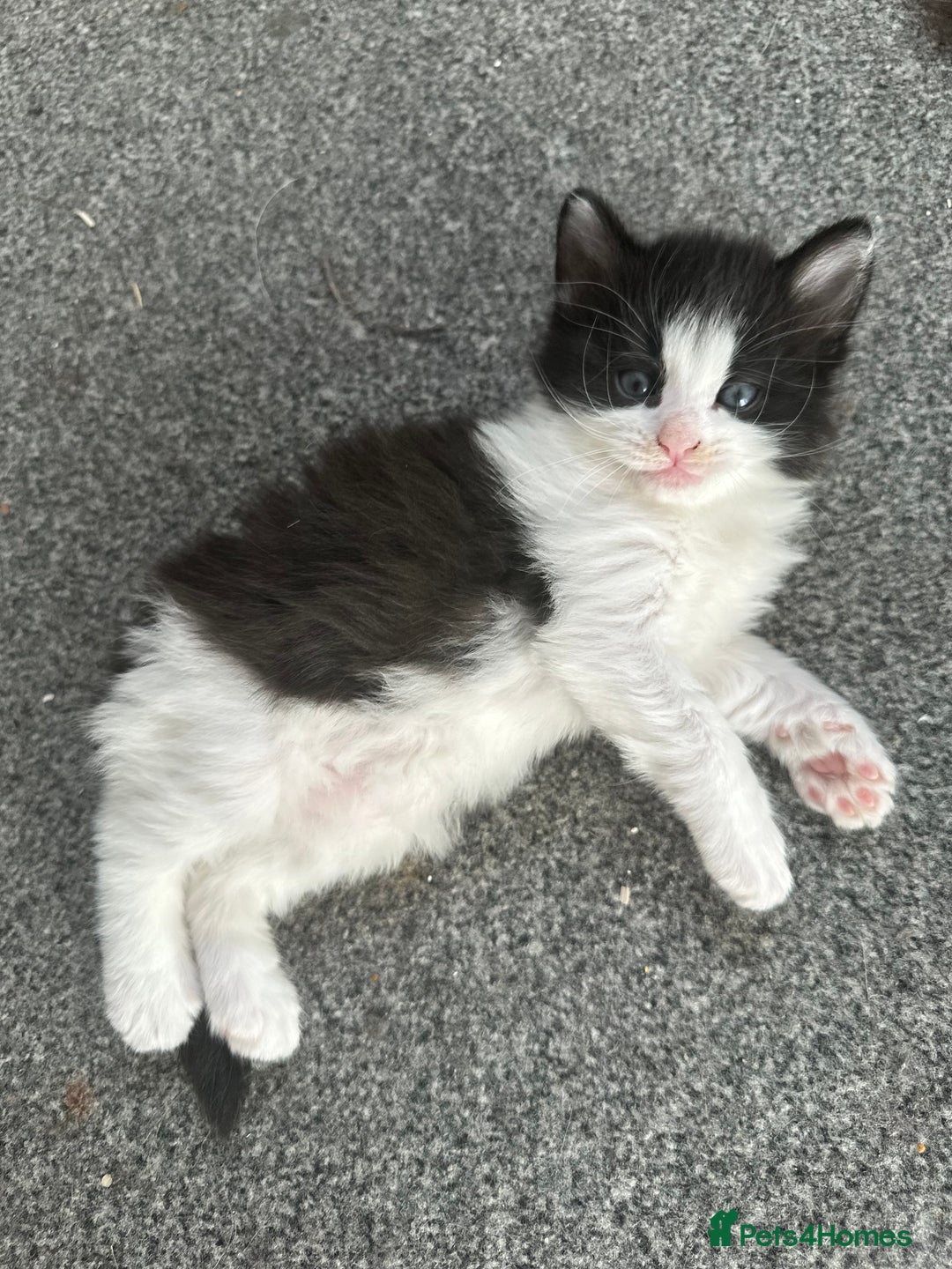 Mixed Breed cats for sale: 4 adorable male Siberian mix kittens 🐾 - Image 3