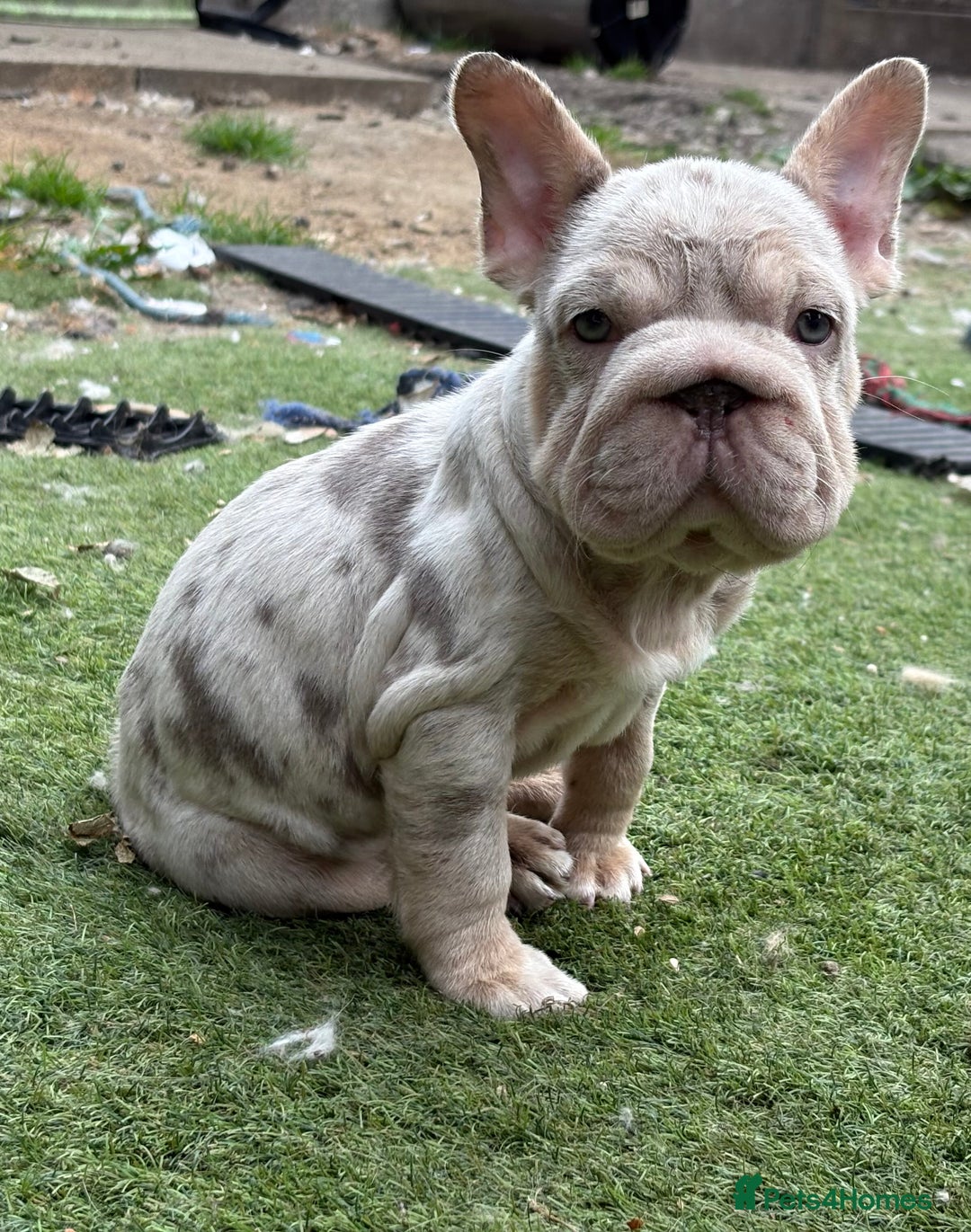 French Bulldog dogs for sale: Isabella&tan Merle carrying fluffy maybe pink - Image 8