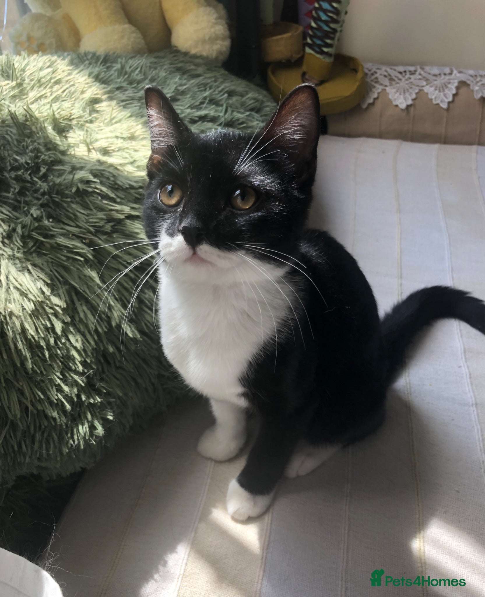 Domestic Shorthair cats Adorable Tuxedo domestic shorthairs  - Advert 12
