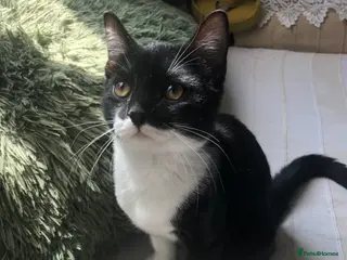 Domestic Shorthair cats Adorable Tuxedo domestic shorthairs - Advert 3