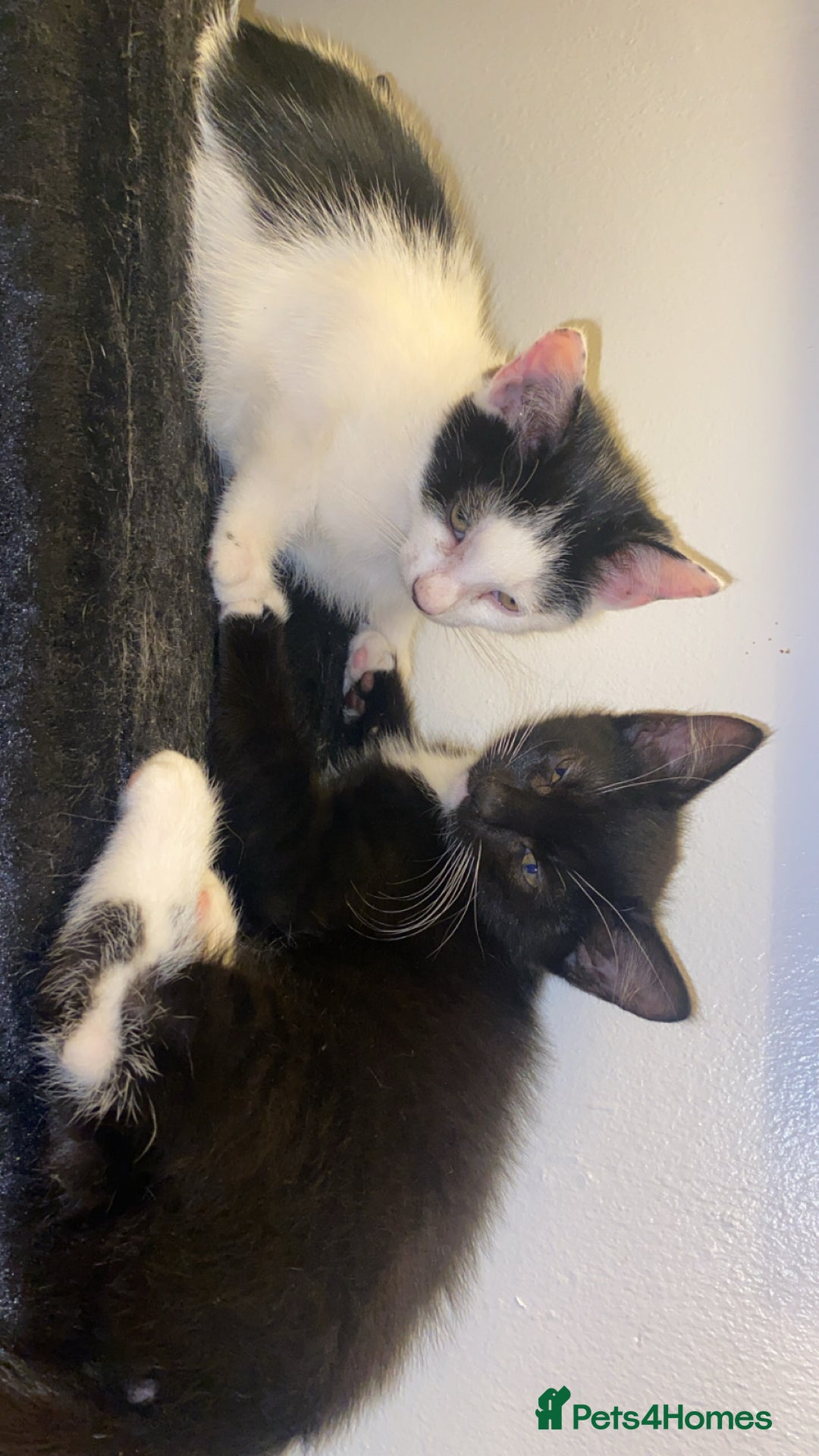 American Shorthair cats for sale: Kittens ready to leave  - Image 5