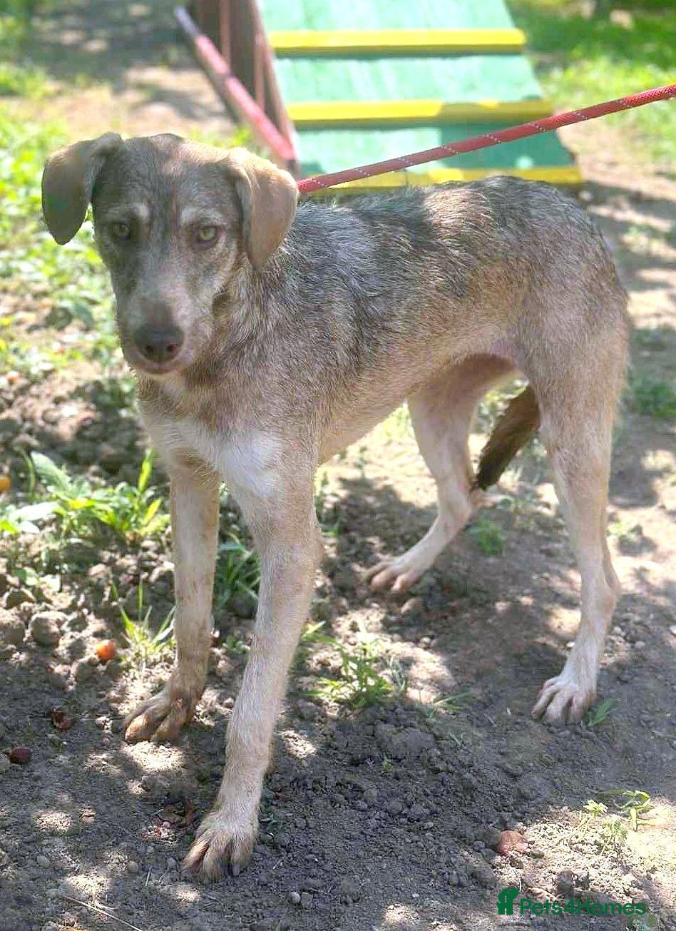 Mixed Breed dogs 🌿GRACE, URGENT a lovely girl for a confident Home - Advert 2