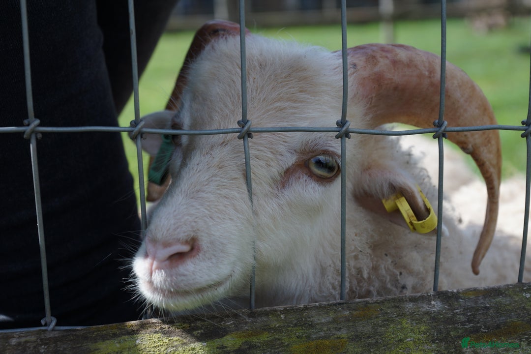 Sheep livestock for sale: 3 Ouessant Wethers Looking For New Home - Advert 3