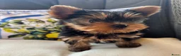 Yorkshire Terrier dogs for sale: Georgous Yorkshire terrier puppies  - Advert 5