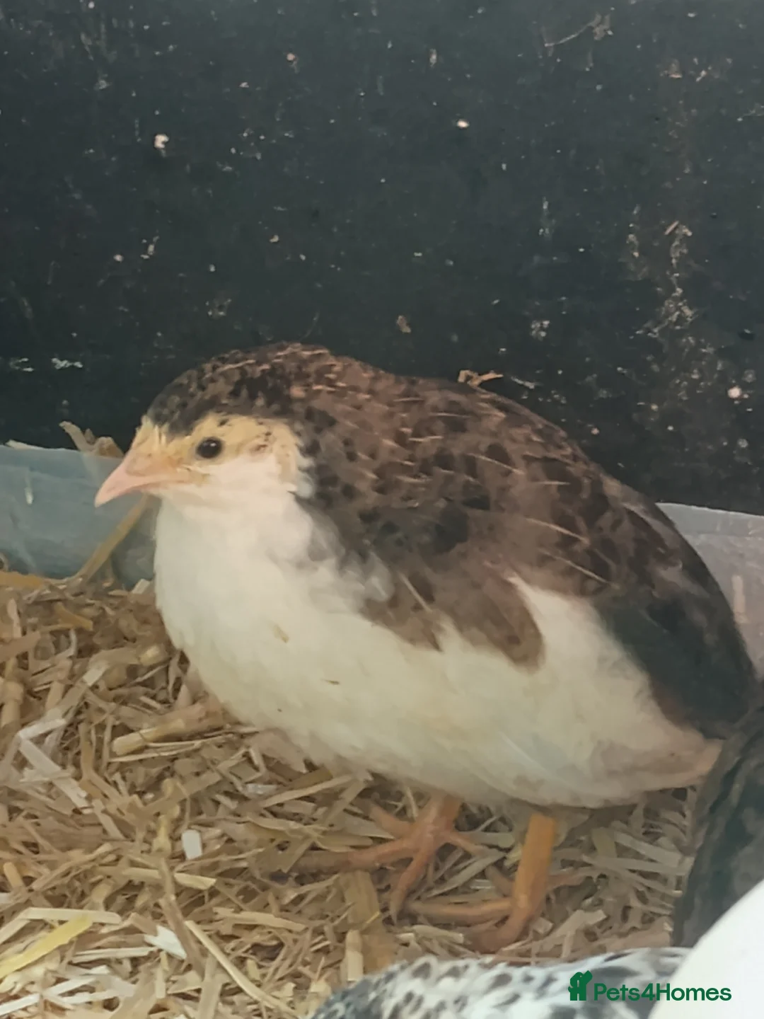 Quail poultry for sale: Chinese painted/button quail - Advert 4
