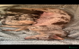 Mixed Breed dogs for sale: Chihuahua x  - Image 32