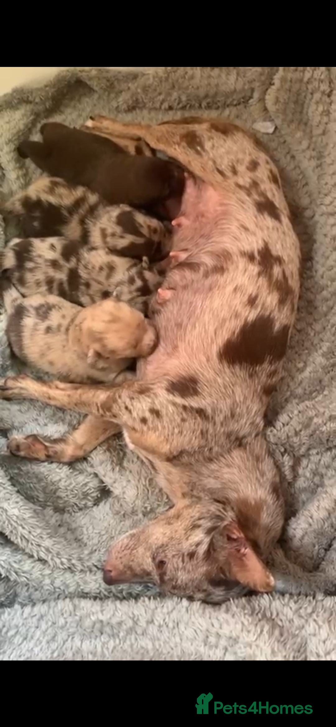 Mixed Breed dogs for sale: Chihuahua x  - Image 32