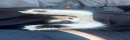 Mixed Breed cats for sale: Black and white fluffy boy  - Advert 2