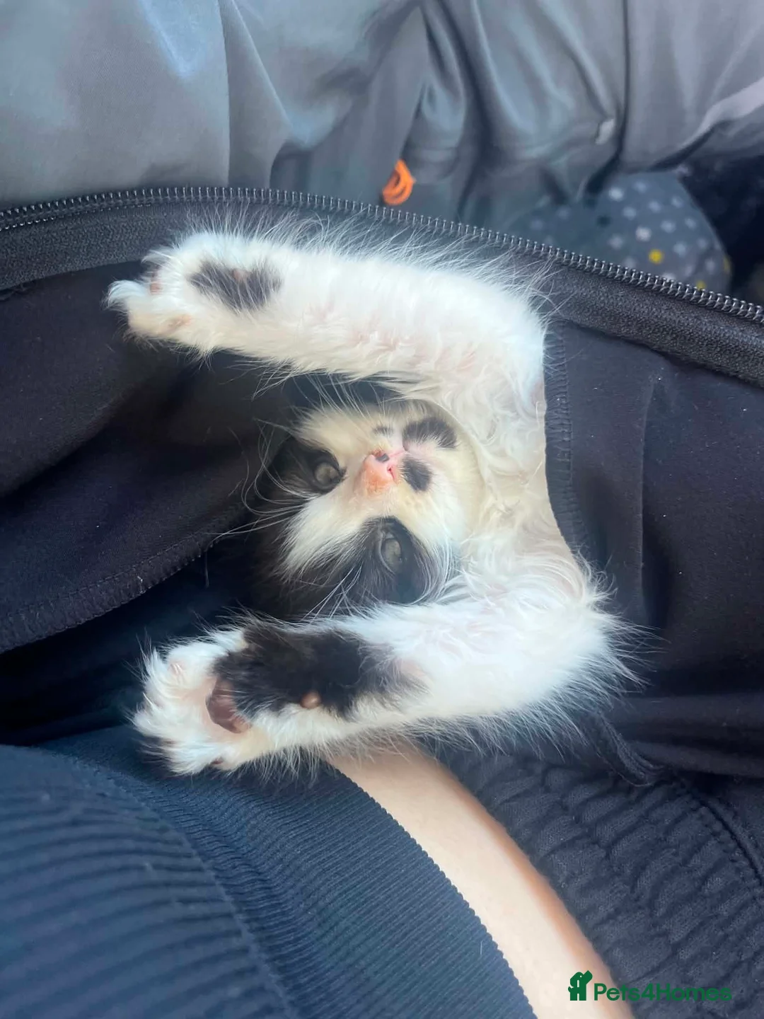 Mixed Breed cats for sale: Black and white fluffy boy  - Advert 2