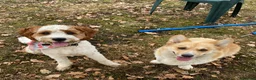 Cavapoochon dogs for sale: 9 month old Cavapoochon  - Advert 8