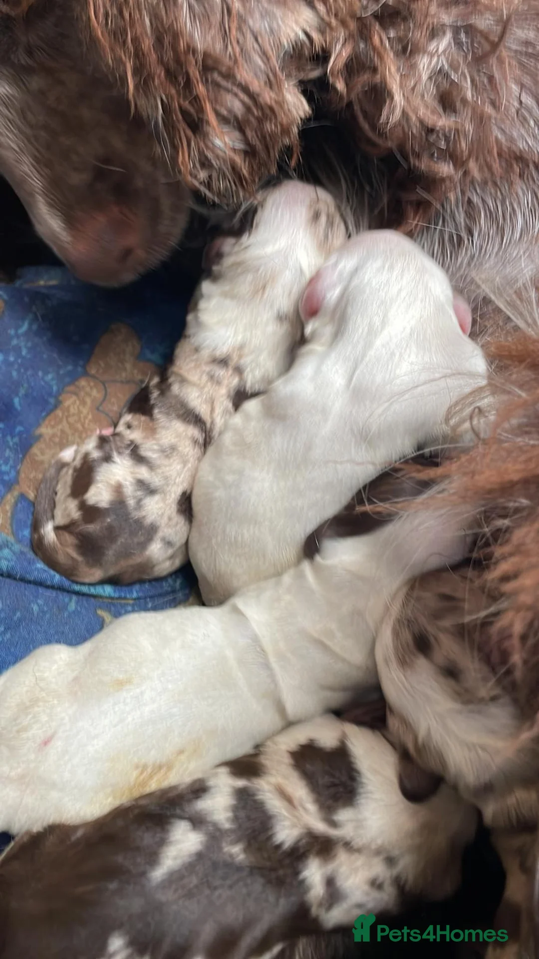 Cocker Spaniel dogs for sale: 5 beautiful Cocker pups for sale - Advert 2