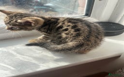 Bengal cats for sale: Bengal kittens - Image 13