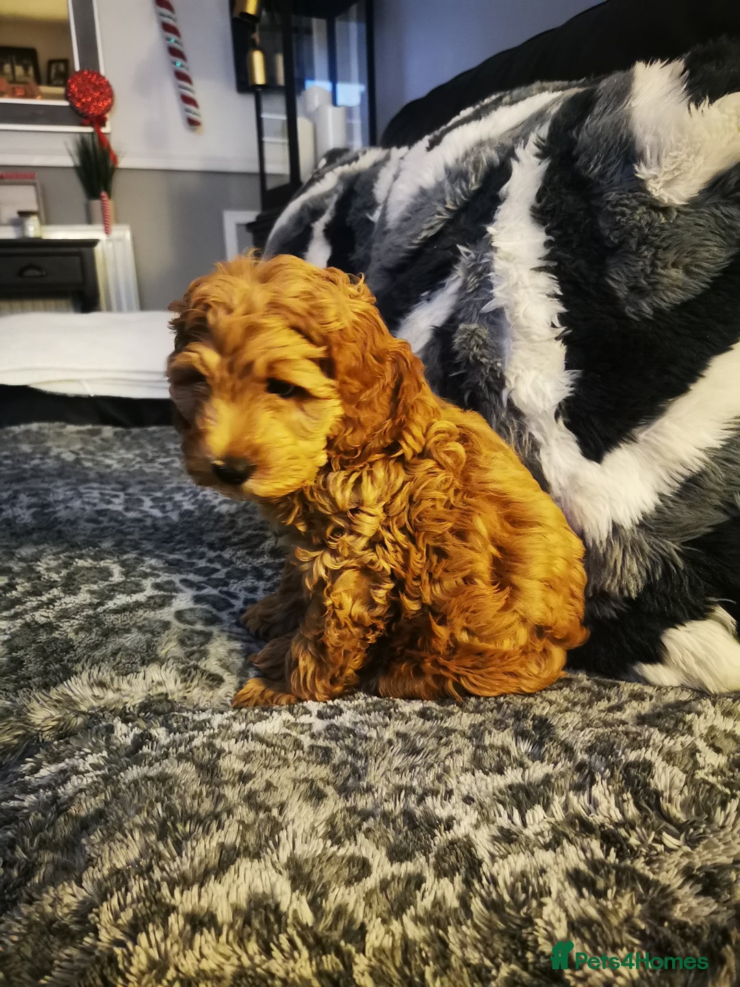 Cockapoo dogs for sale: 9 week old cocokerpoo - Advert 4