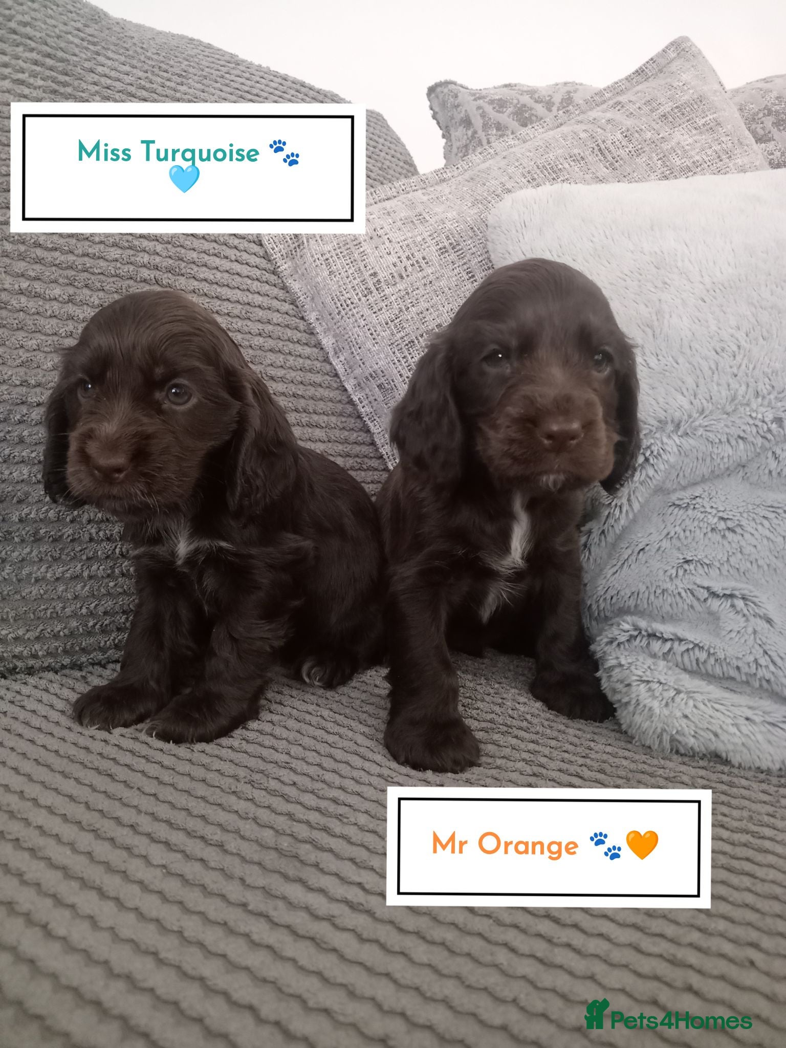 Cocker Spaniel dogs ❤️ 🐶 KC Registered Show Type Cocker Puppies🐶❤️  - Advert 18