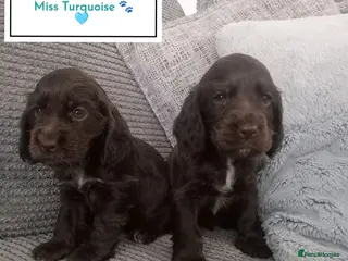 Cocker Spaniel dogs ❤️ 🐶 KC Registered Show Type Cocker Puppies🐶❤️ - Advert 18