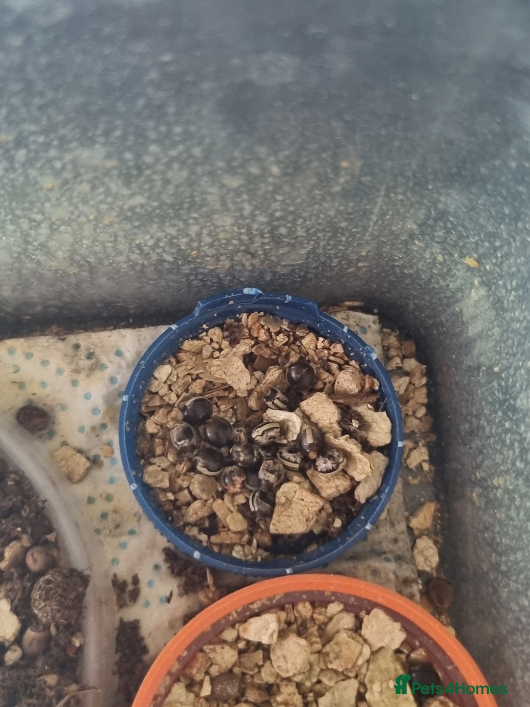 Stick Insects invertebrates for sale:  Rare lichen Macleay's stick insect eggs. - Image 3