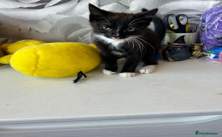 Domestic Shorthair cats - Advert 2