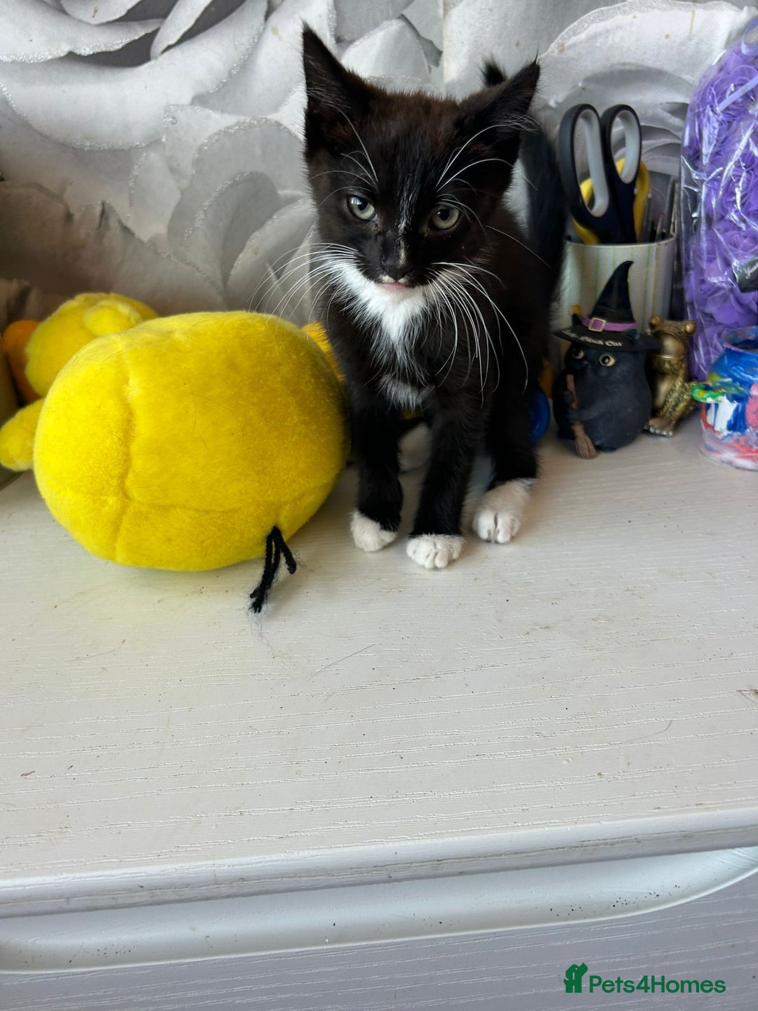 Domestic Shorthair cats for sale: Male kitten  - Image 1