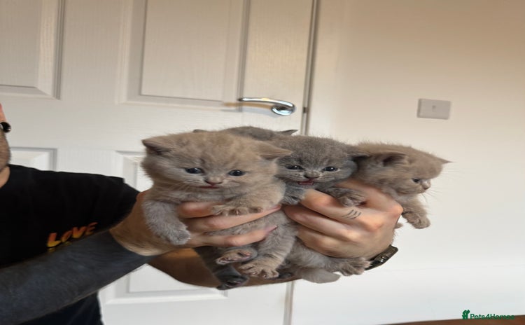 British Shorthair cats - Advert 7