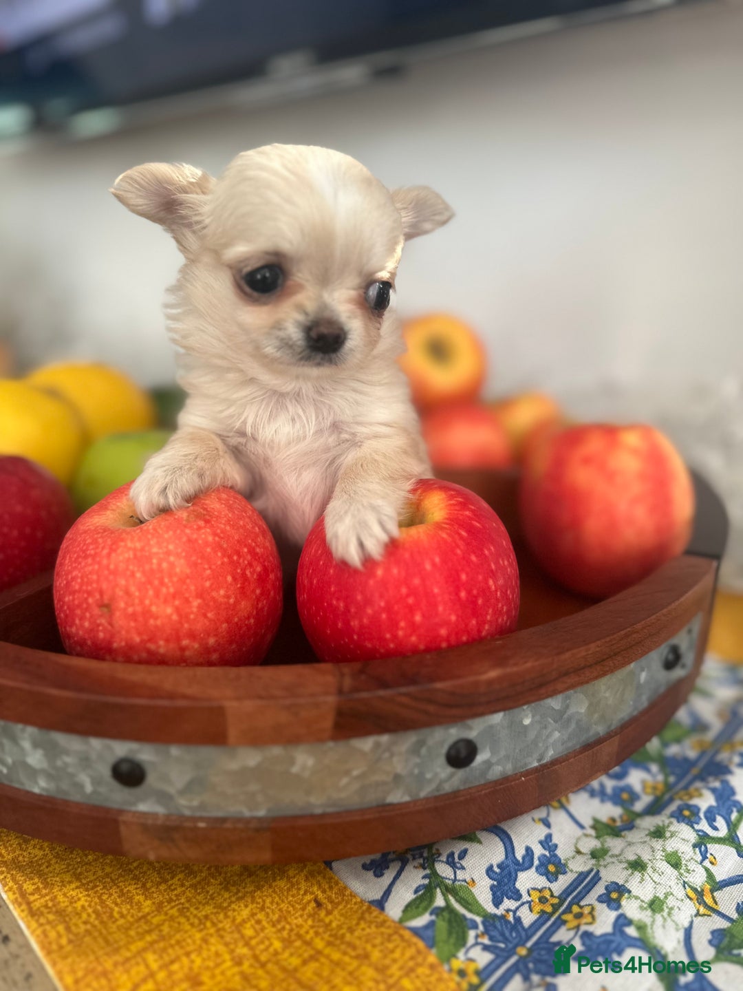 Chihuahua dogs for sale: KC Reg Russian and Czech Champions puppies L/C - Advert 16