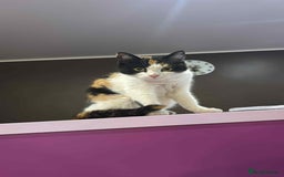 Mixed Breed cats for adoption: Carmen for adoption - Advert 1