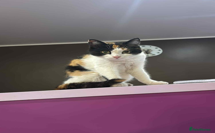 Mixed Breed cats Carmen for adoption - Advert 6