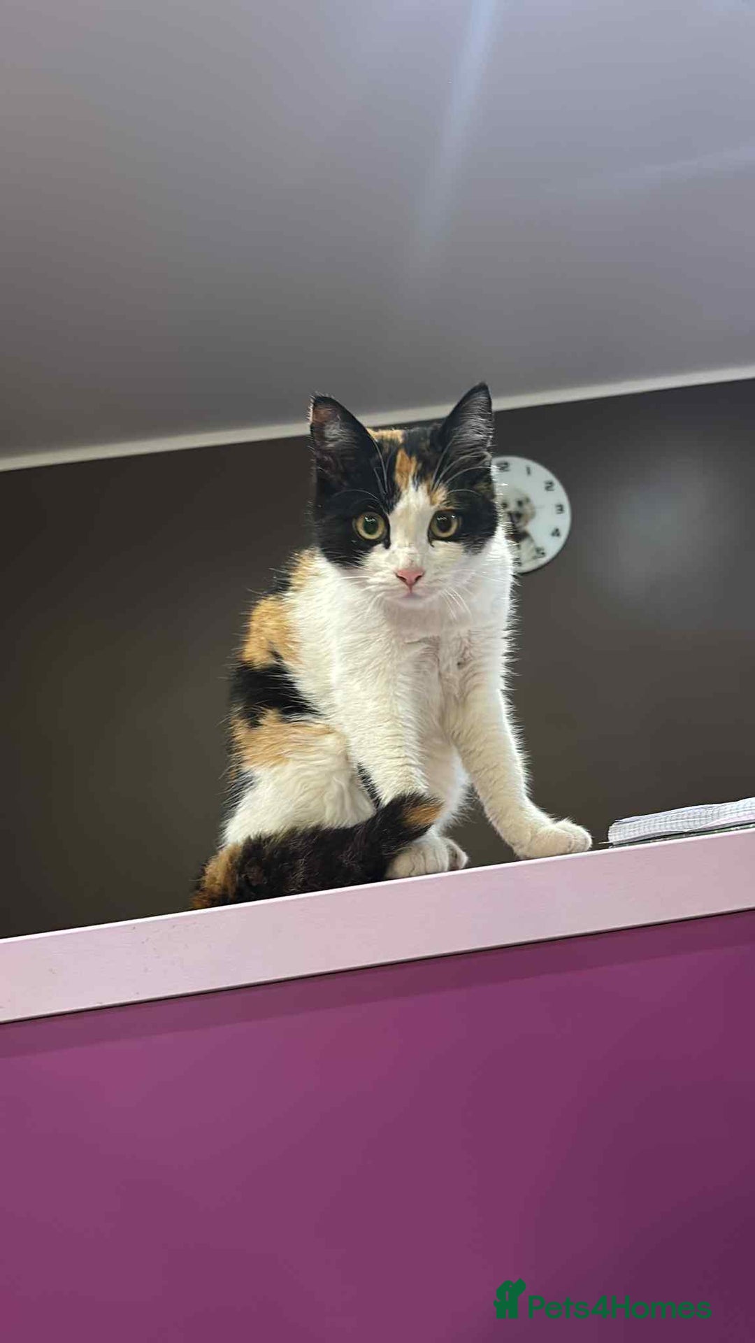 Mixed Breed cats for adoption: Carmen for adoption - Advert 1