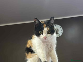 Mixed Breed cats Carmen for adoption - Advert 17